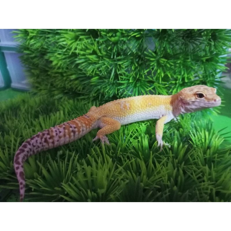 gecko leopard tangerine egnima  cocok buat indukan badan gede