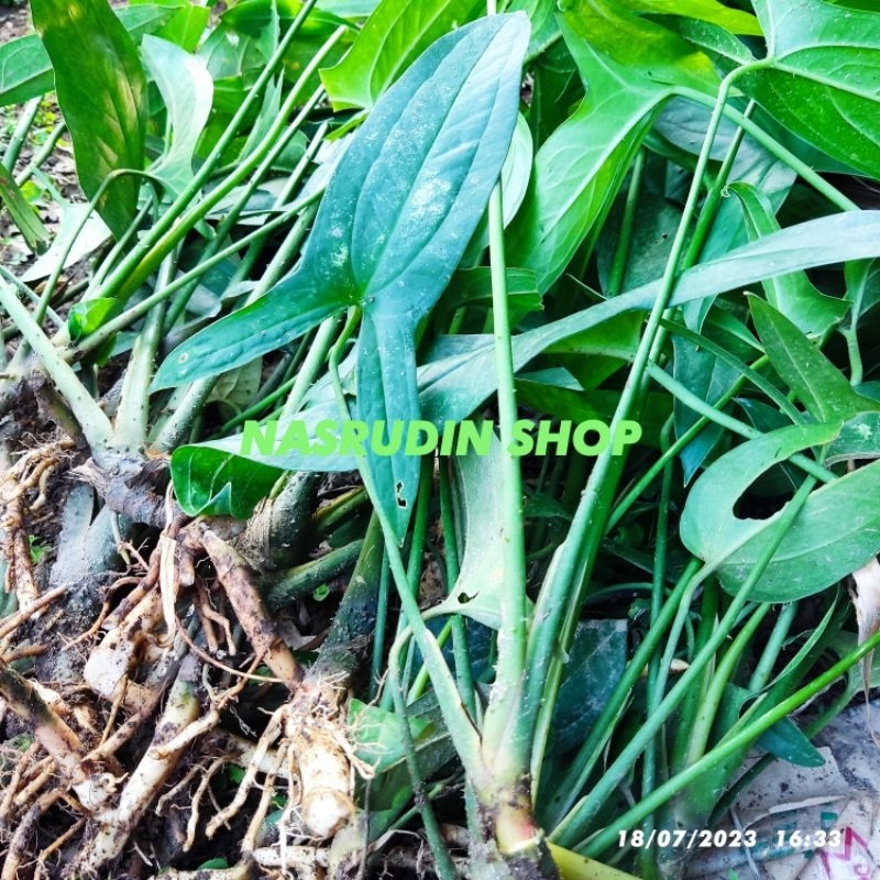 

[Fresh] BIBIT TANAMAN HIAS PILO PALSU CABUTAN PAKET 2 POHON / Lasia spinosa / philo palsu