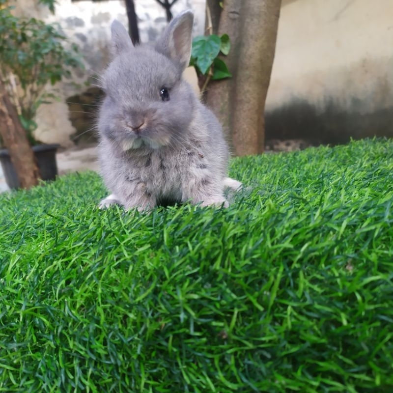 Kelinci Hias Mini Dwarf