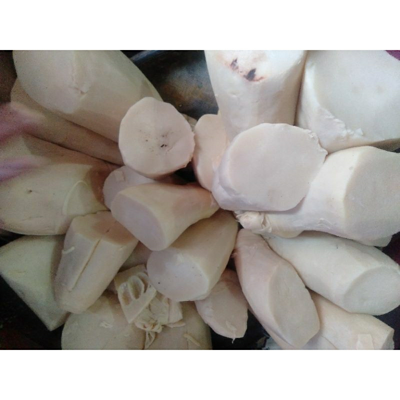 

BAHAN REBUNG / BAMBU MUDA / IWUNG