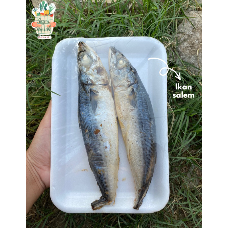 

KIRIM INSTAN IKAN SALEM | IKAN SALEM