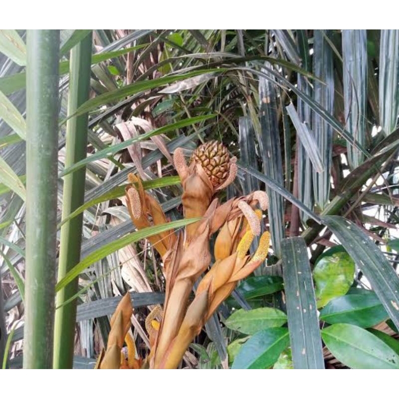 

Bunga nipah organik bunga dipetik dadakan