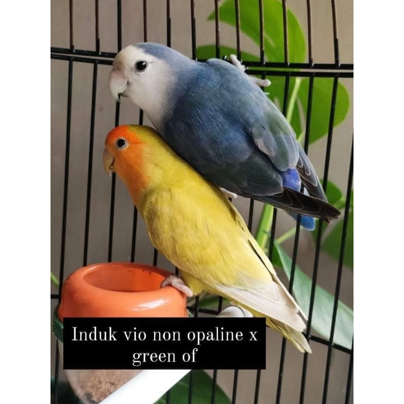 Burung Lovebird Biola Sepasang