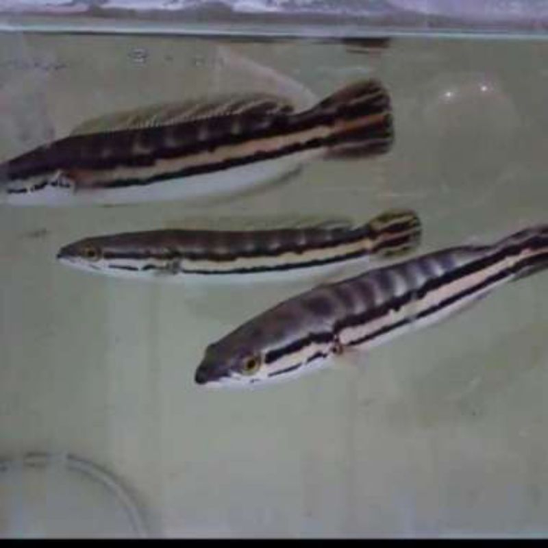 Ikan toman size 28-30cm up