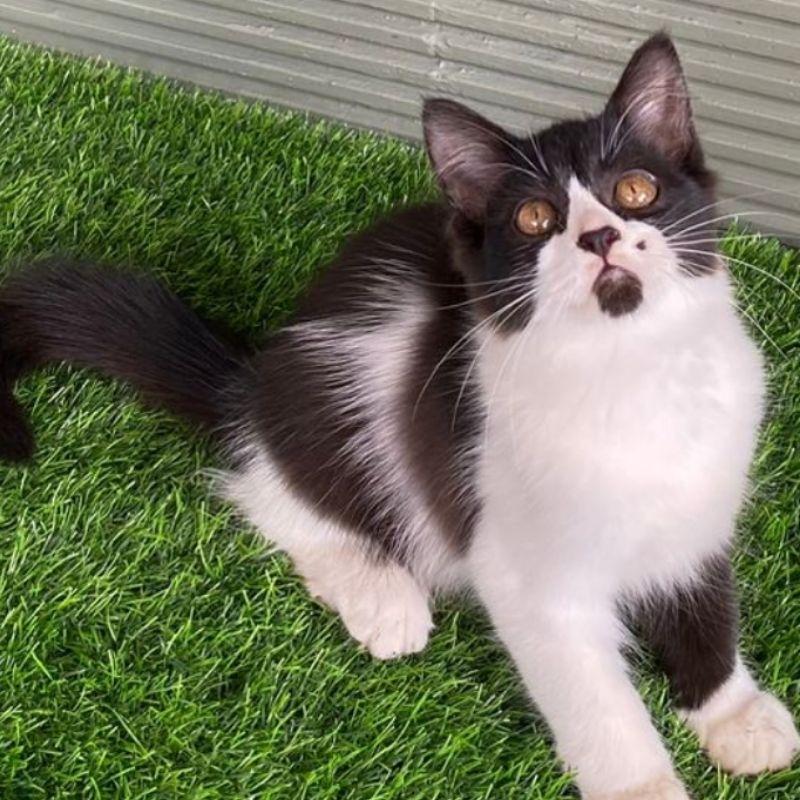 Kucing/Kitten Siberian Tuxedo