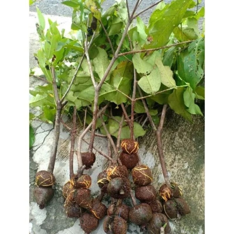 BIBIT JAMBU AIR DALHARI HASIL CANGKOK