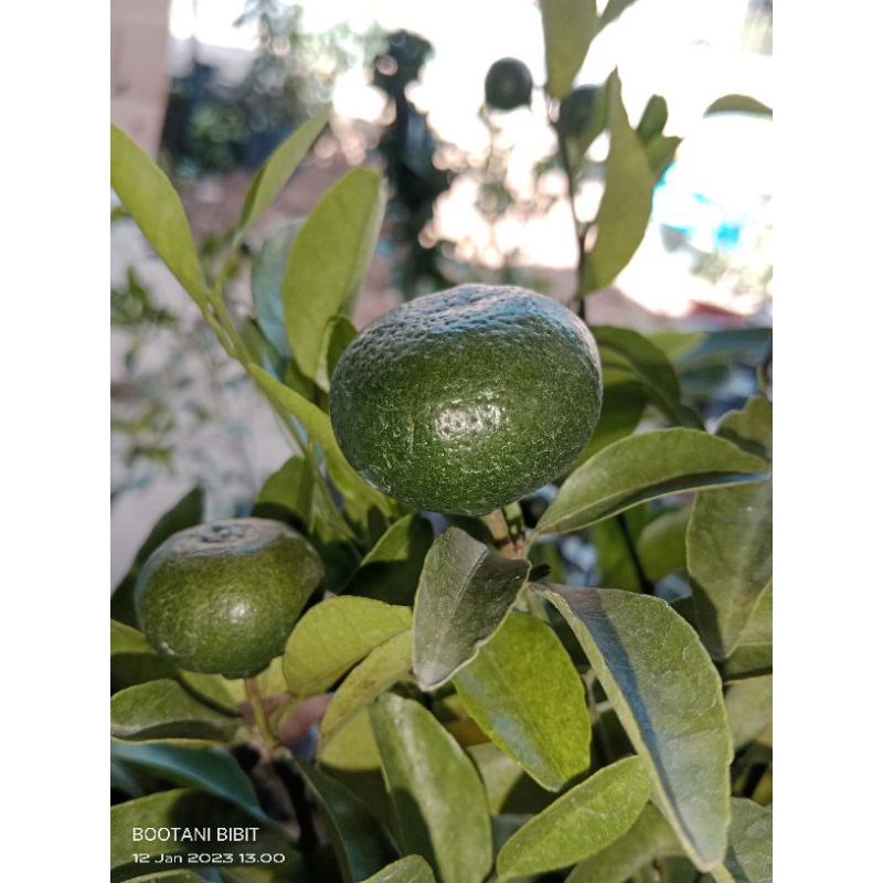 Jeruk Santang Madu valid bunga/buah