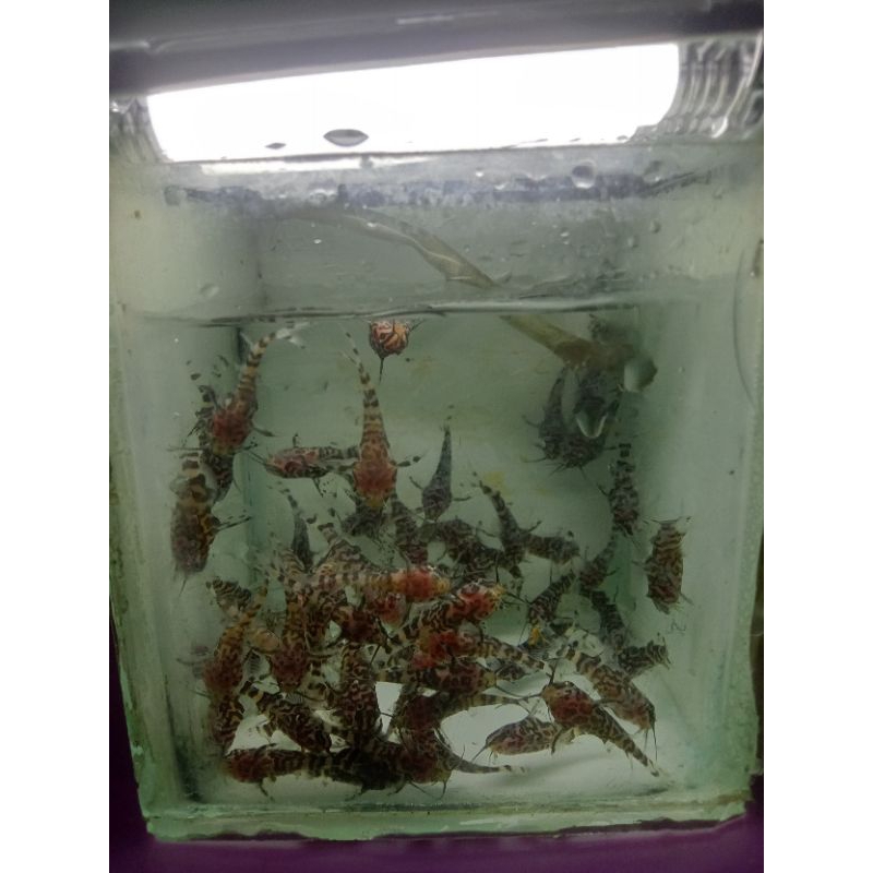 

ikan shynodontis, ikan pembersih ..