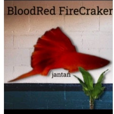 Plati BloodRed FireCrekar