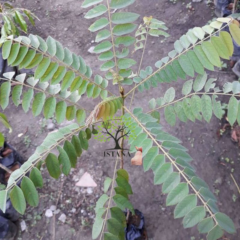 bibit tanaman buah ceremai manis bibit buah ceremai manis bibit ceremai