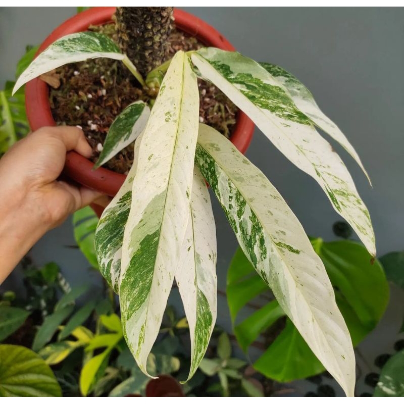 Rhaphidophora_megasperma variegated