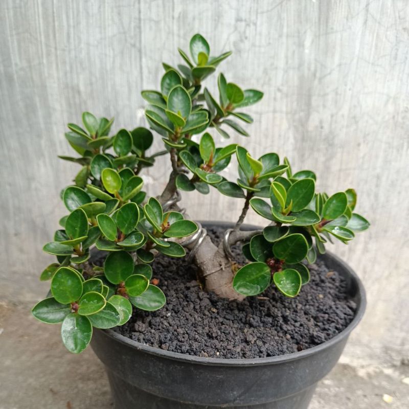 bonsai beringin dolar mangkuk mikro original (DARI BIJI)
