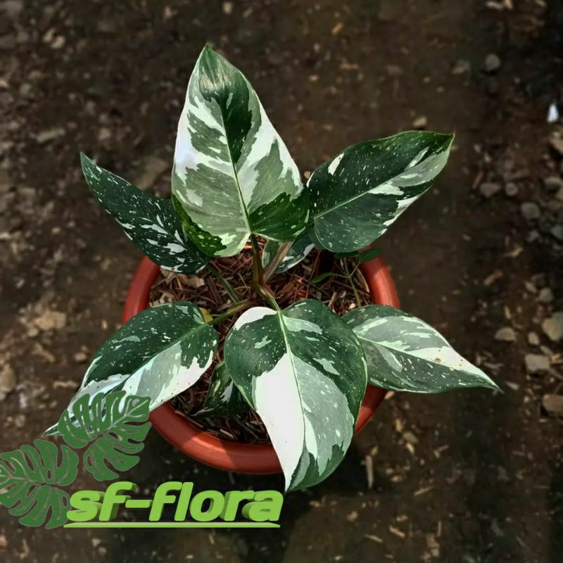 Philodendron  White knight -philodendron wk/white knight original