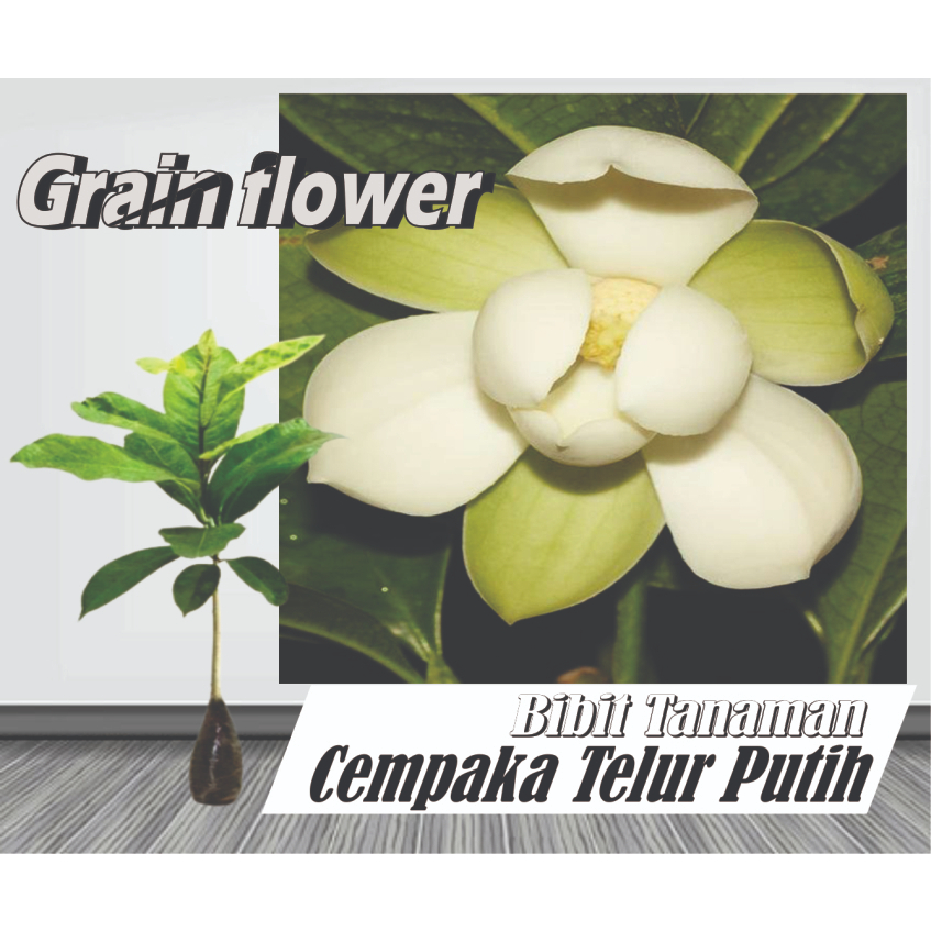 Bibit Tanaman Cempaka Telur/Gondok Putih