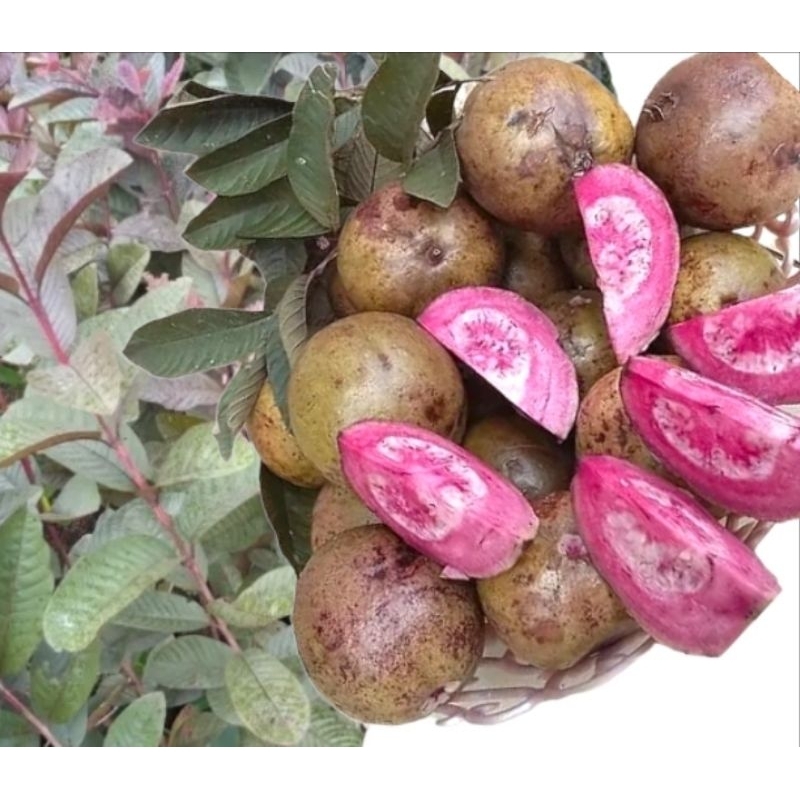 BIBIT JAMBU KRISTAL MERAH AUSTRALIA SUPER