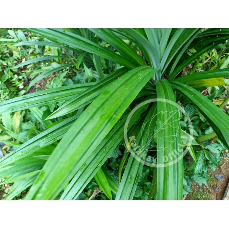 

Daun Pandan Wangi ukuran Jumbo 20 Lembar