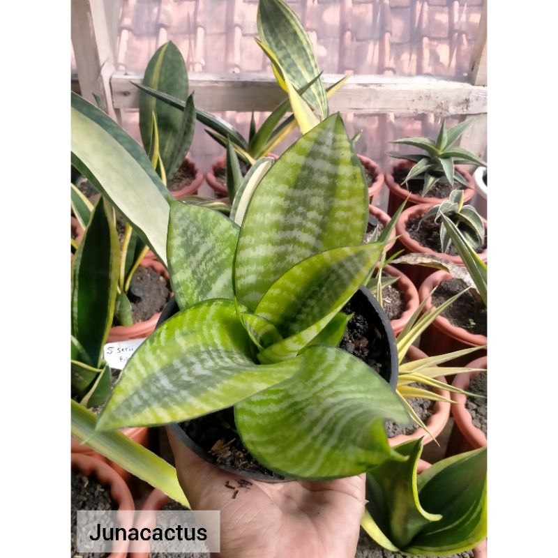 Sansevieria Trifasciata Hahnii Philipine Pot 12 cm