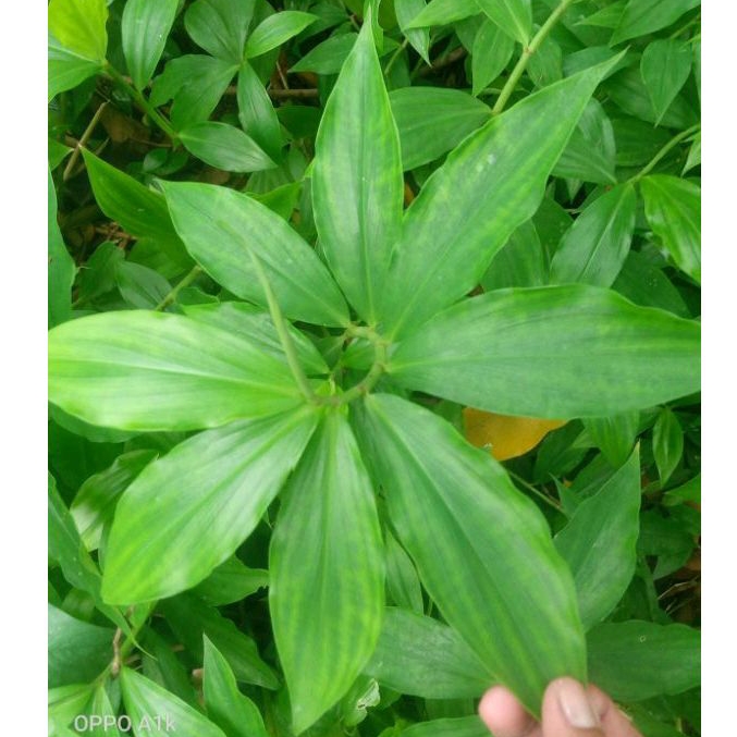 

Daun Pacing Pentul 300 gr Petik Dadakan dikebun/Daun costus pacing/Pacing Pentul/Bunga pacing pentul