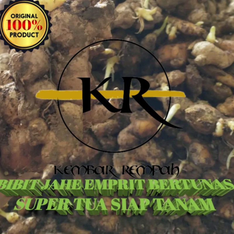 BIBIT JAHE EMPRIT BERTUNAS SIAP TANAM