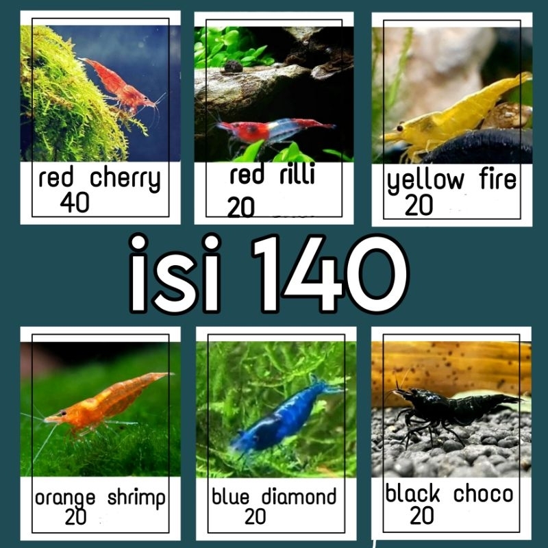 paket indukan udang hias aksesoris aquarium