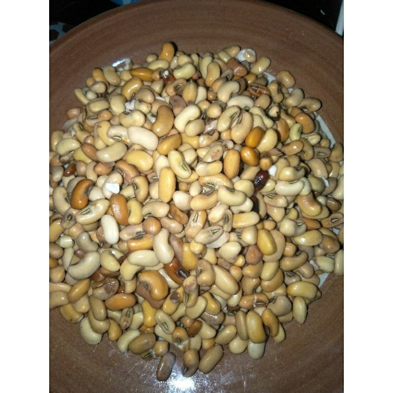 

Kacang gajih