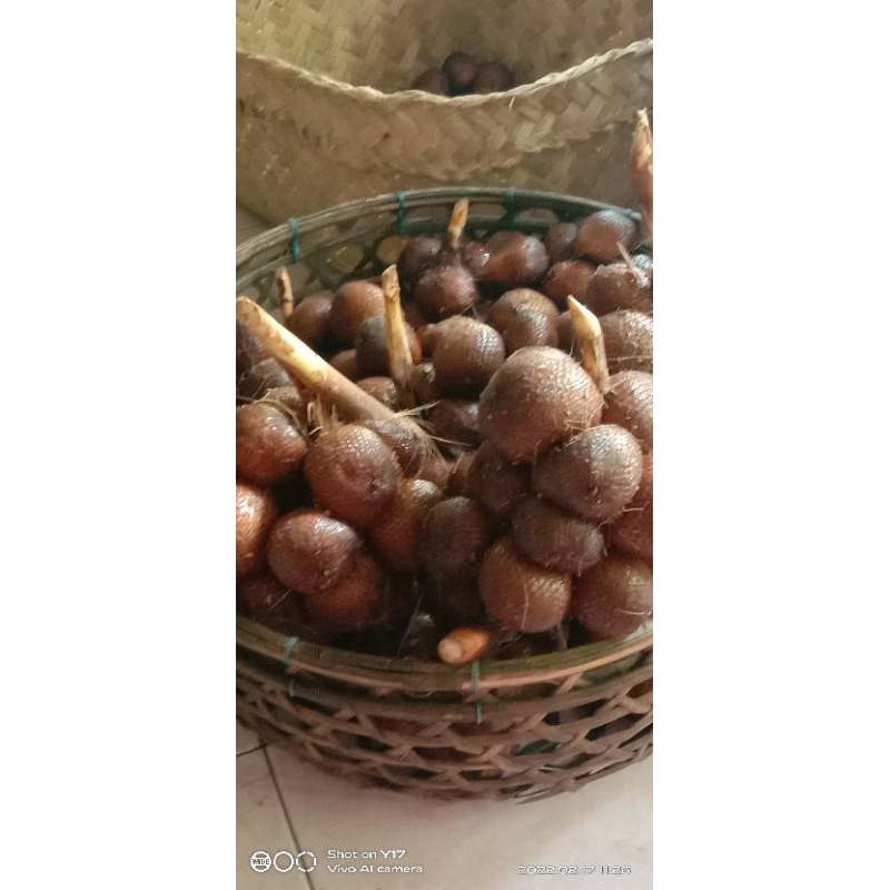 

Salak Gula Pasir