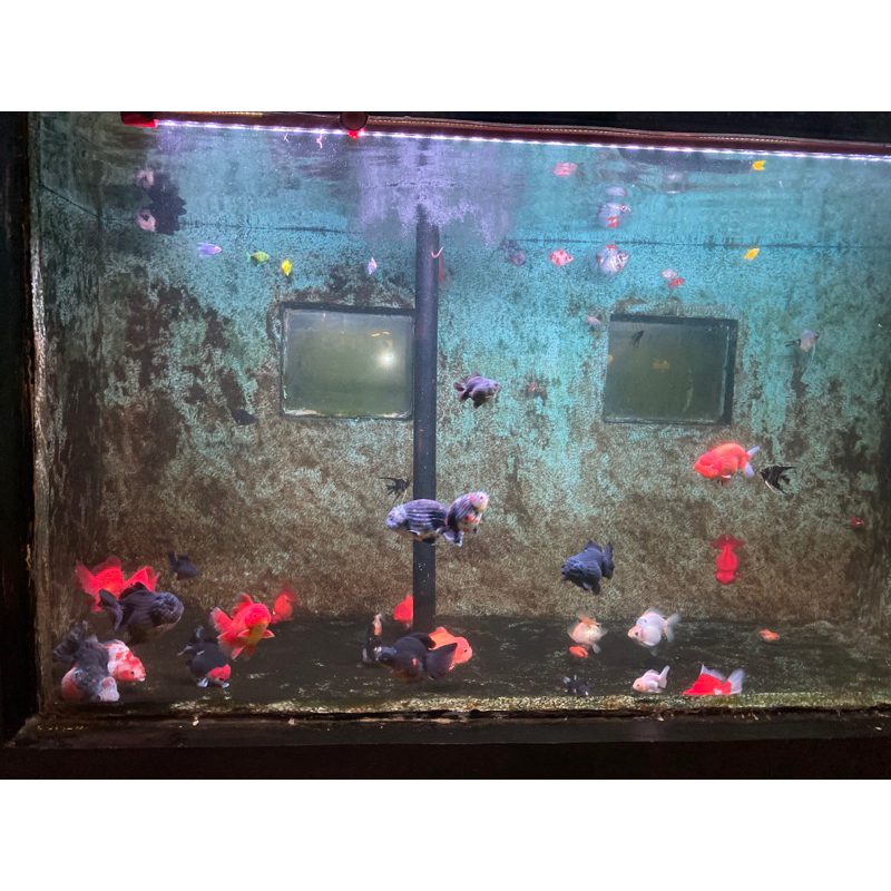 koki oranda panda tanco & rosetail