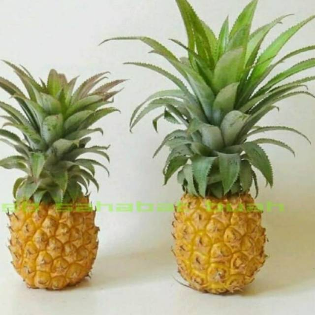 

QUEEN BUAH - Buah nanas madu manis