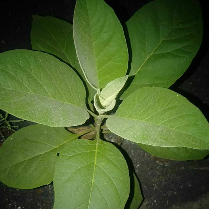 

DAUN SEMBUNG/SEMBUNG GULA/SEMBUNG KUWUK petik segar