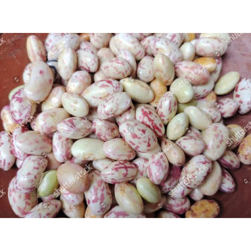 

KACANG ENDUL 1/4 FRESH