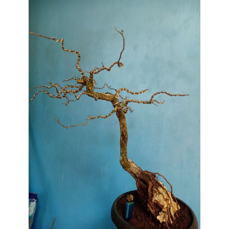 Bonsai Asem Jawa | Bonsai Asam Jawa