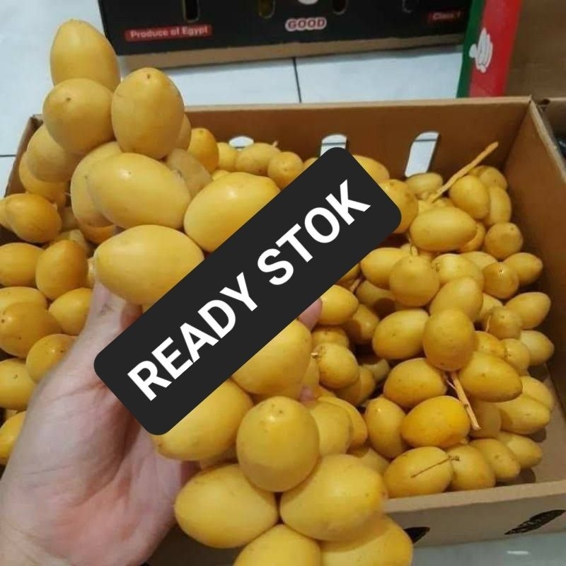 KURMA MUDA KURMA MUDA KUNING / KURMA MUDA MERAH