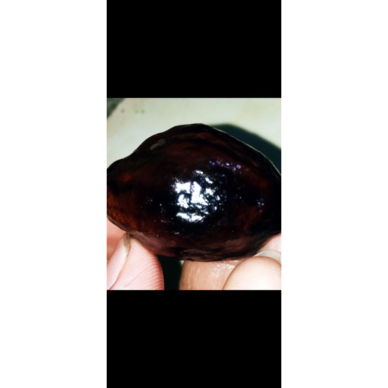 muncang adu jawa super