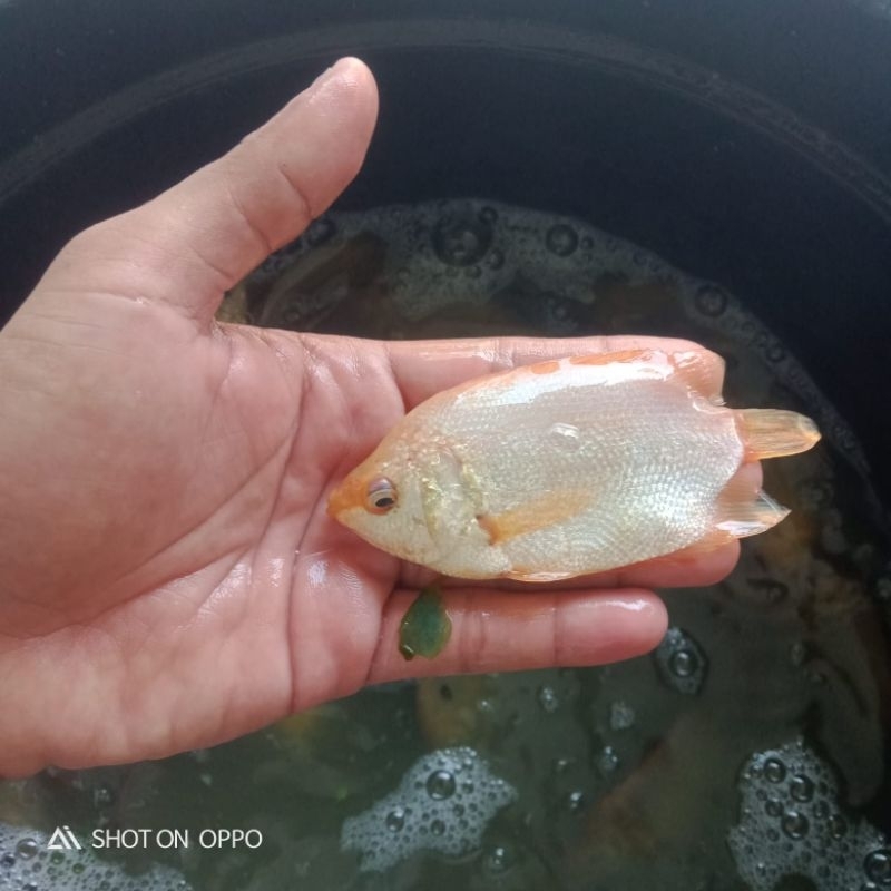Bibit ikan tembakang albino ukuran 3-4 jari murah berkualitas
