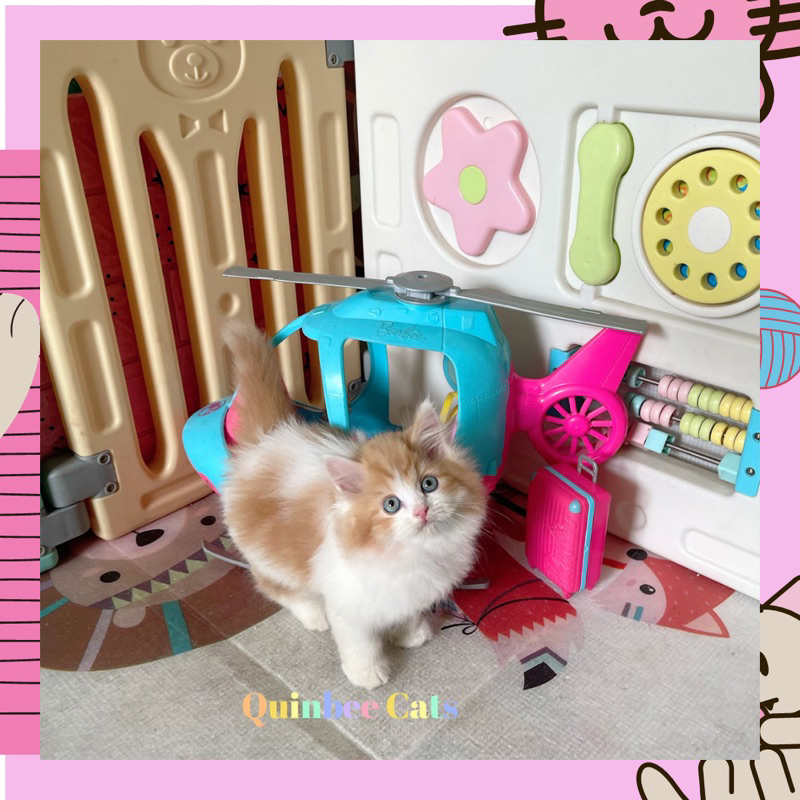 Kucing Persia Flatnose Jantan Red Bicolor / Oren