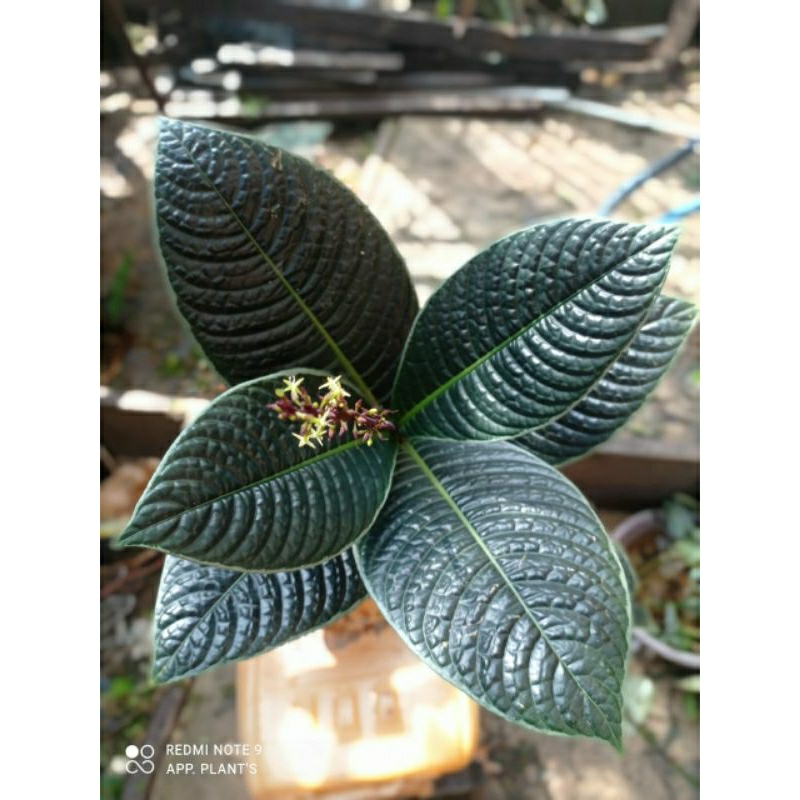 ardisia sp borneo