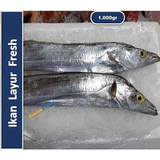 

Ikan Layur Fresh - Galchi Fresh | 1.000gr [ Harga Per KG ]