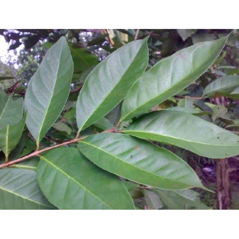 

Daun Salam