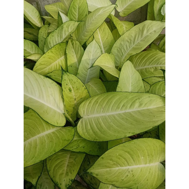 TANAMAN HIAS DIVEN TISU