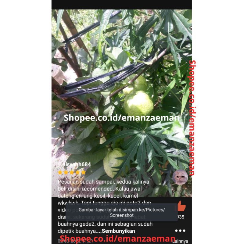 Pohon jambu kristal cangkokan berbuah berbunga