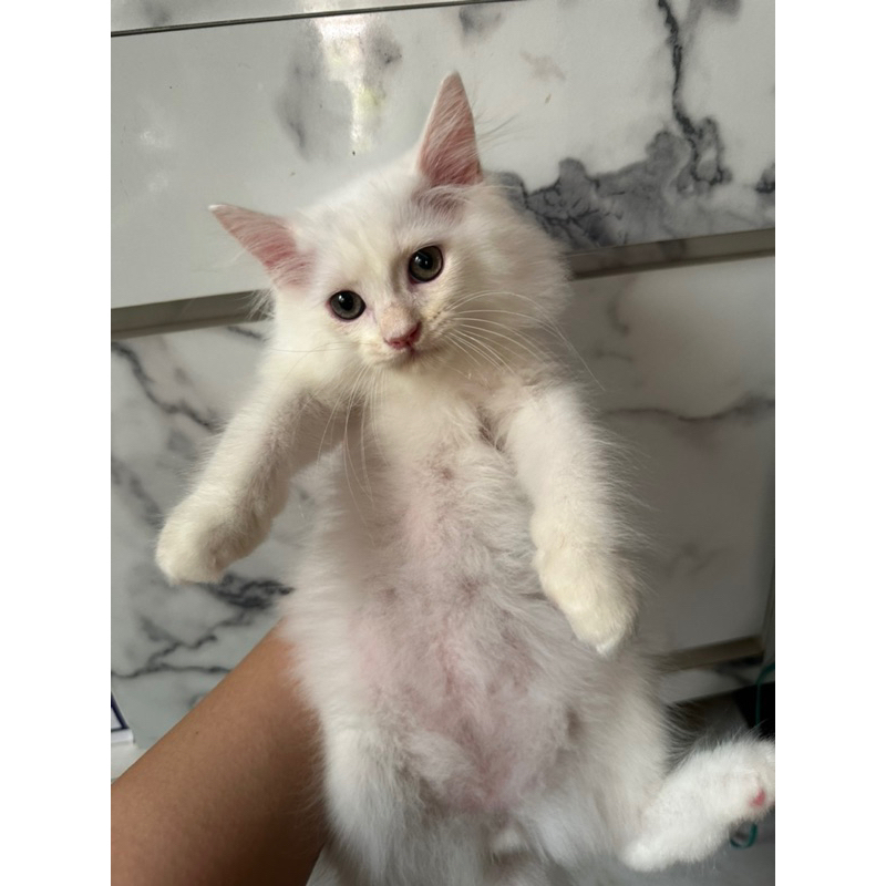 kucing kitten persia mix mainecoon white solid jantan