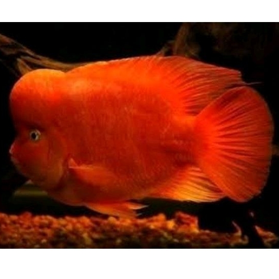 Boneka air SRM super red monkey lohan besar merah merona