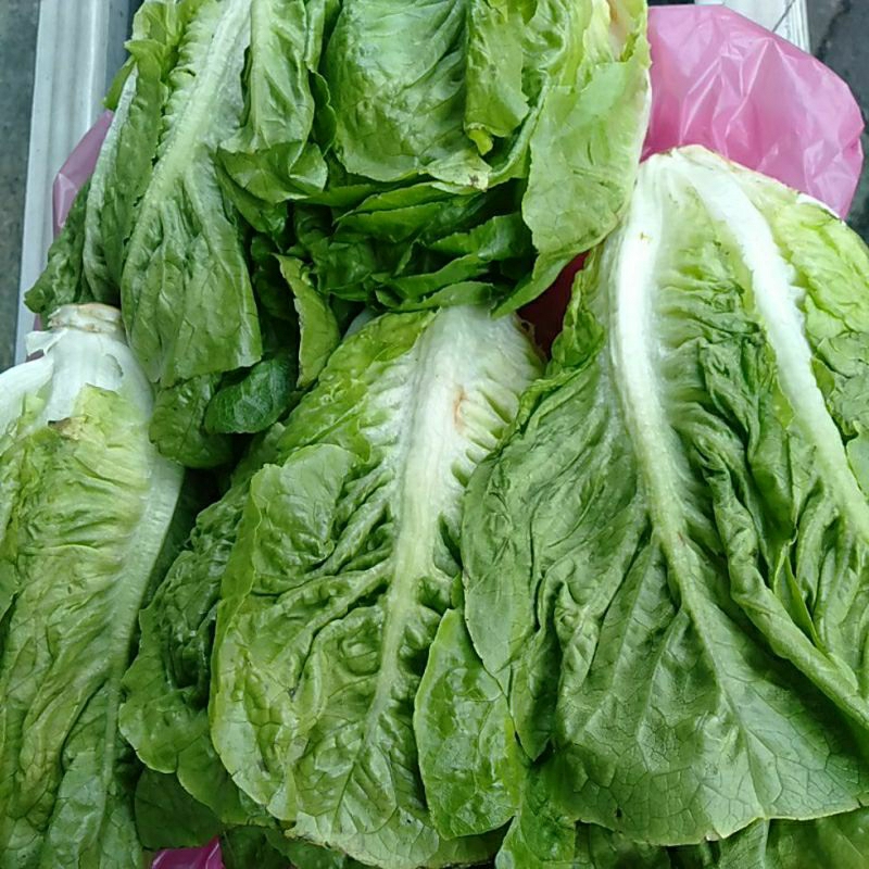 

Romine / Roman / Romaine sayur segar