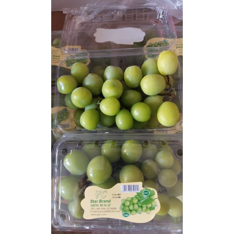 

ANGGUR SHINE MUSCAT ANGGUR MUSCAT TANPA BIJI ANGGUR MUSCAT MALANG ANGGUR IMPOR ANGGUR MANIS TANPA BIJI ANGGUR FRESH