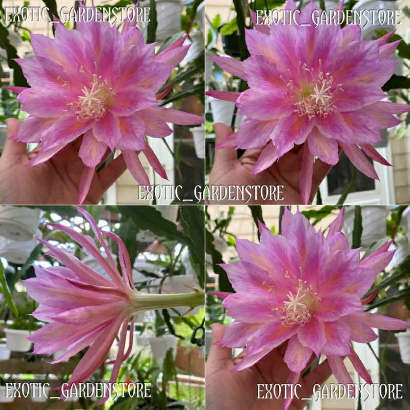 Tanaman hias Epiphyllum ID MELON PAFAIT (wijaya kusuma hybrida) 100% import original bergaransi samp