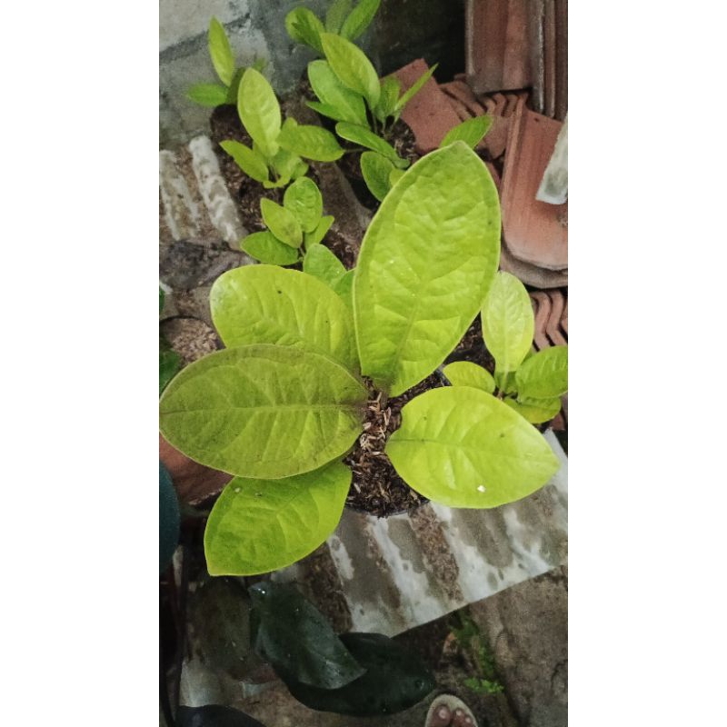 Anthurium Jemani Golden