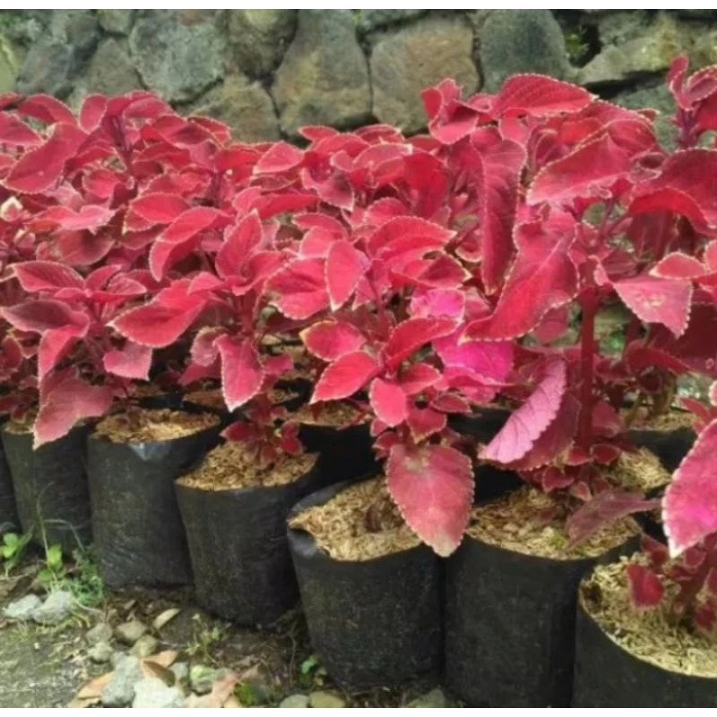 tanaman hias miana merah premium