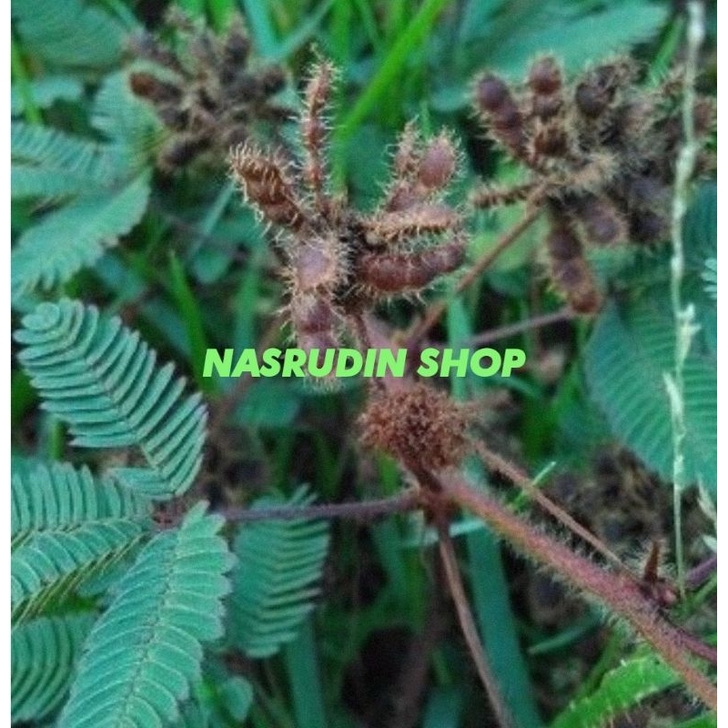 

[Fresh] BIJI BUAH PUTRI MALU 30 BIJI BIBIT BIJI PUTRI MALU BIBIT PUTRI MALU SIAP SEMAI