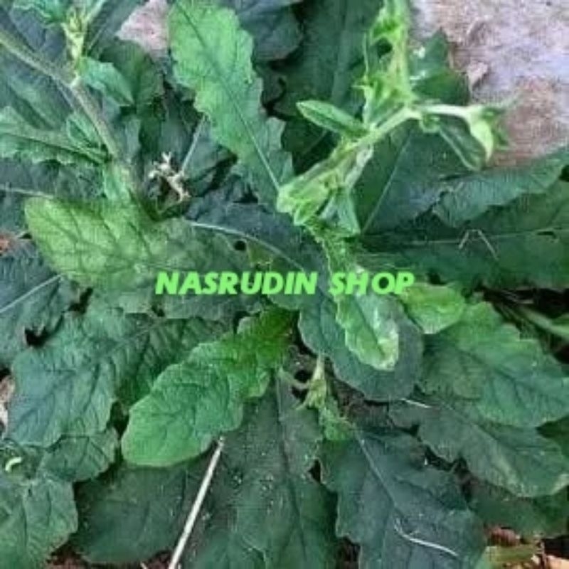 

DAUN TAPAK LIMAN SEGAR 1KG LANSUNG PETIK