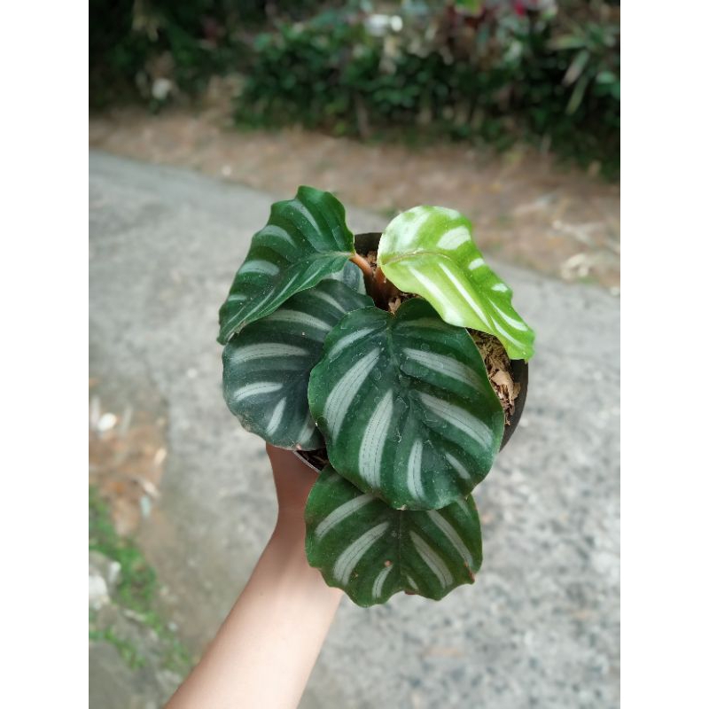 tanaman Hian calathea fasciata